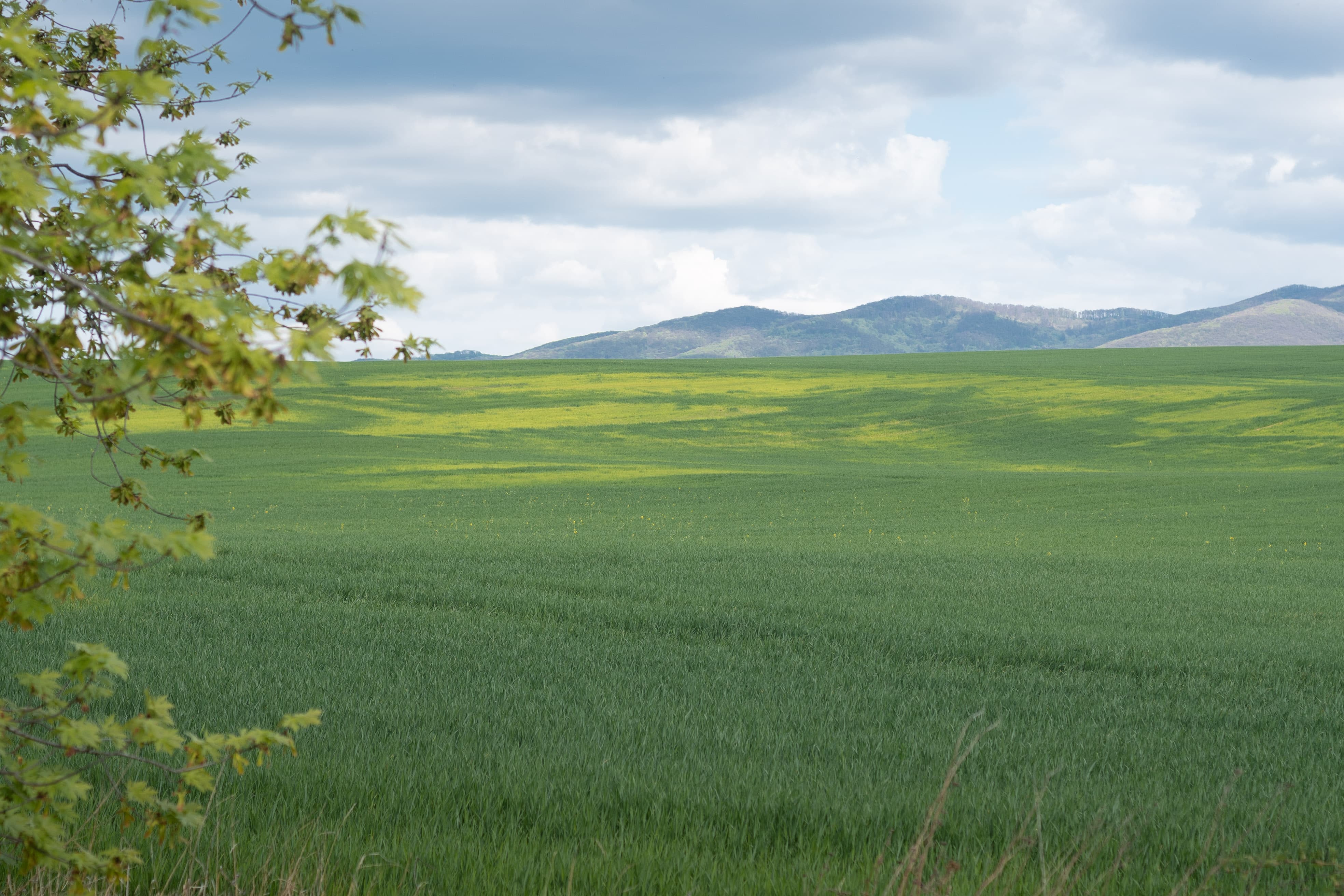green fields slovakia