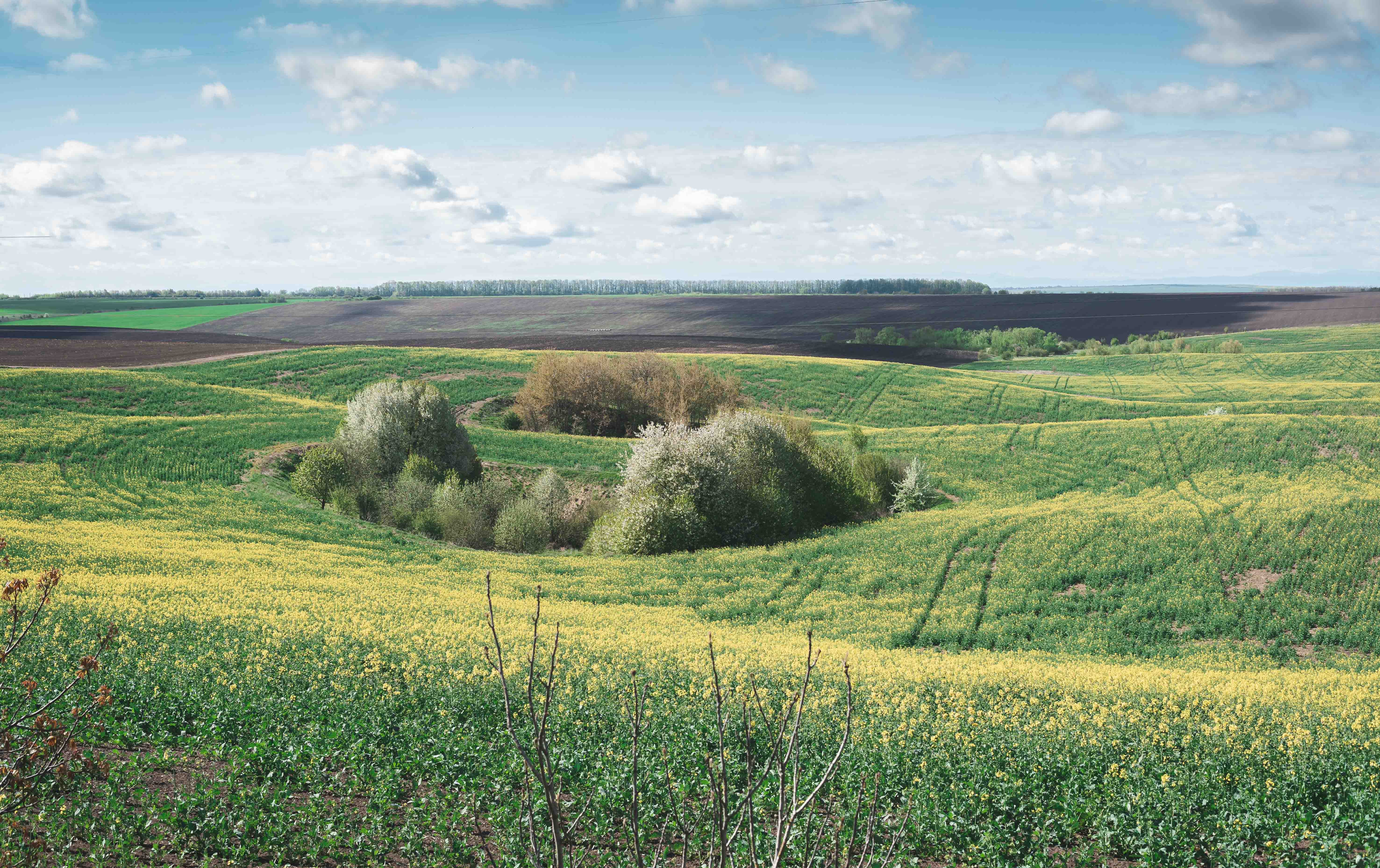 Ukrainian fields