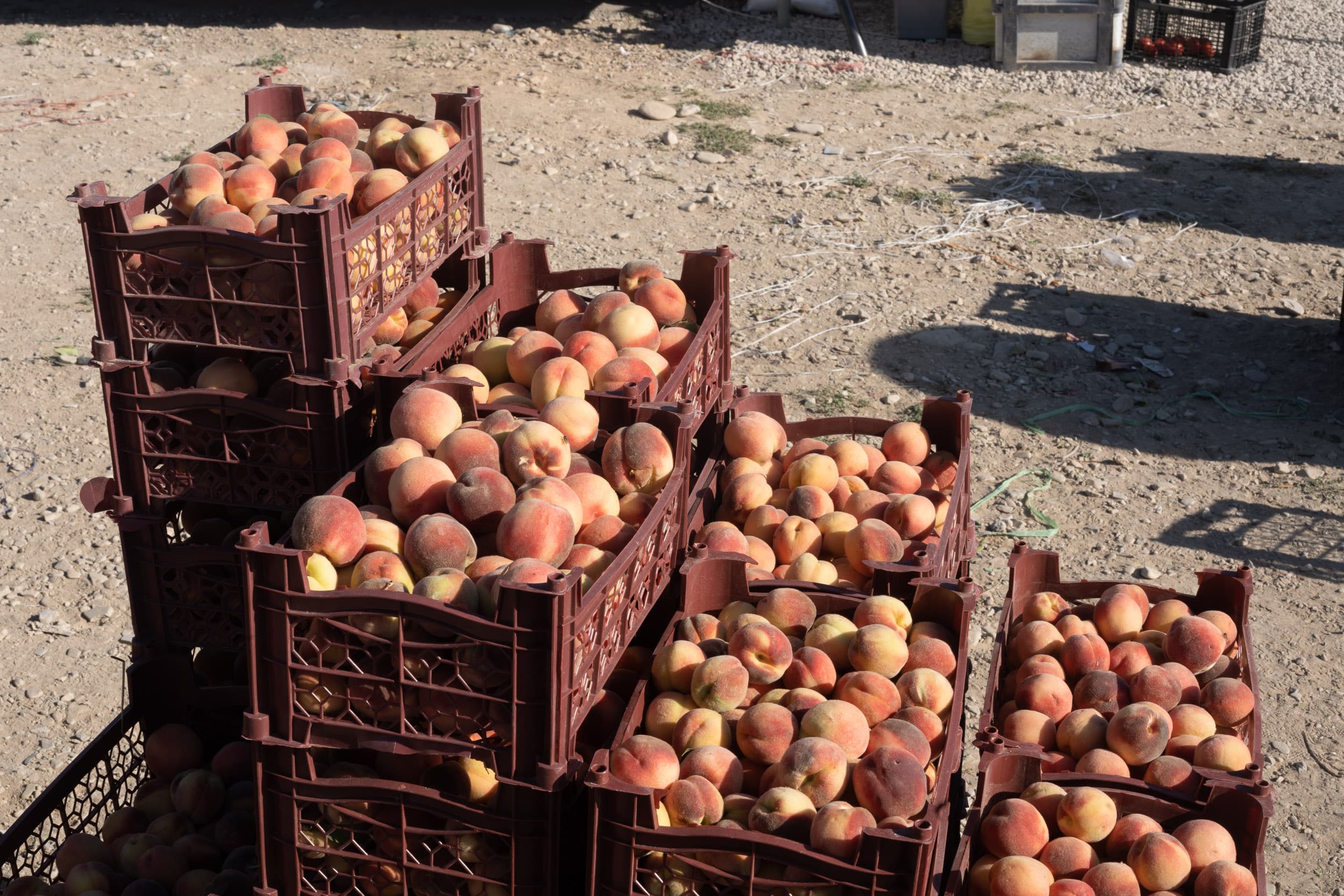 Iranian fruit seller