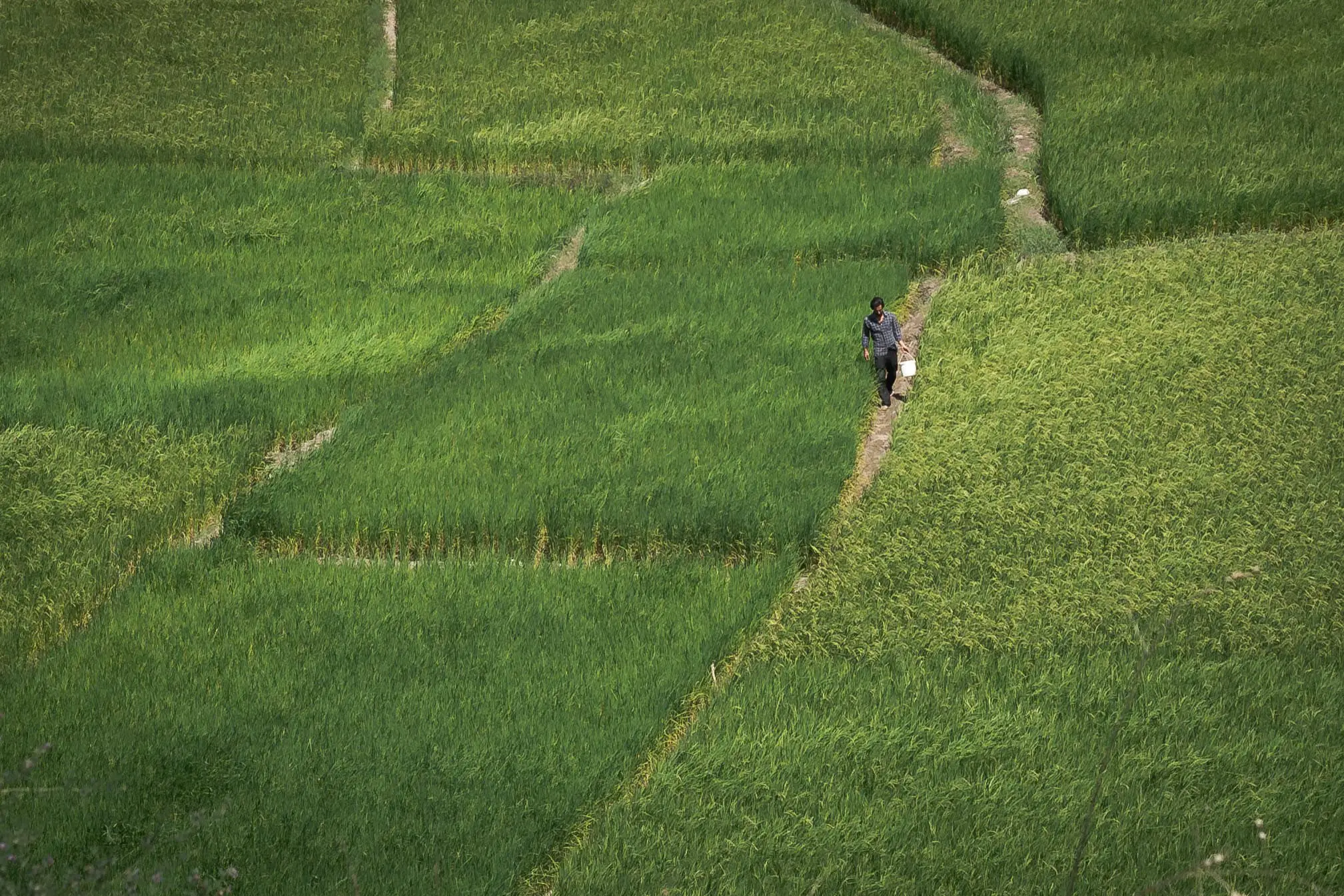 rice farmer Iran