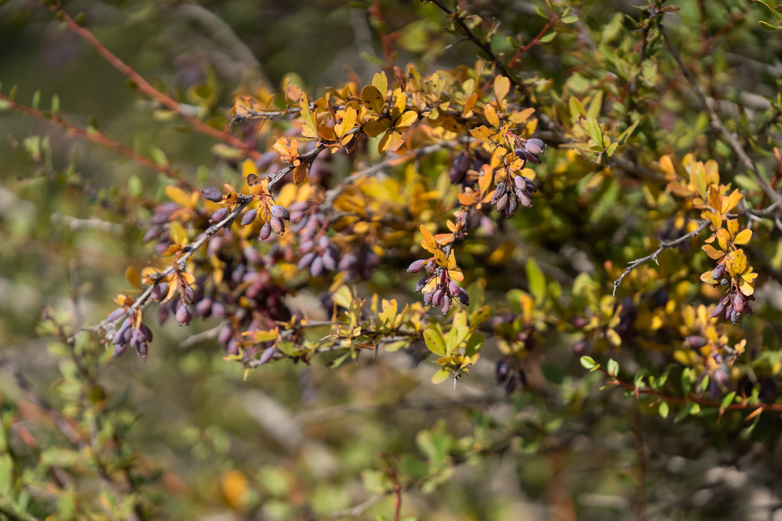 wild berries Iran