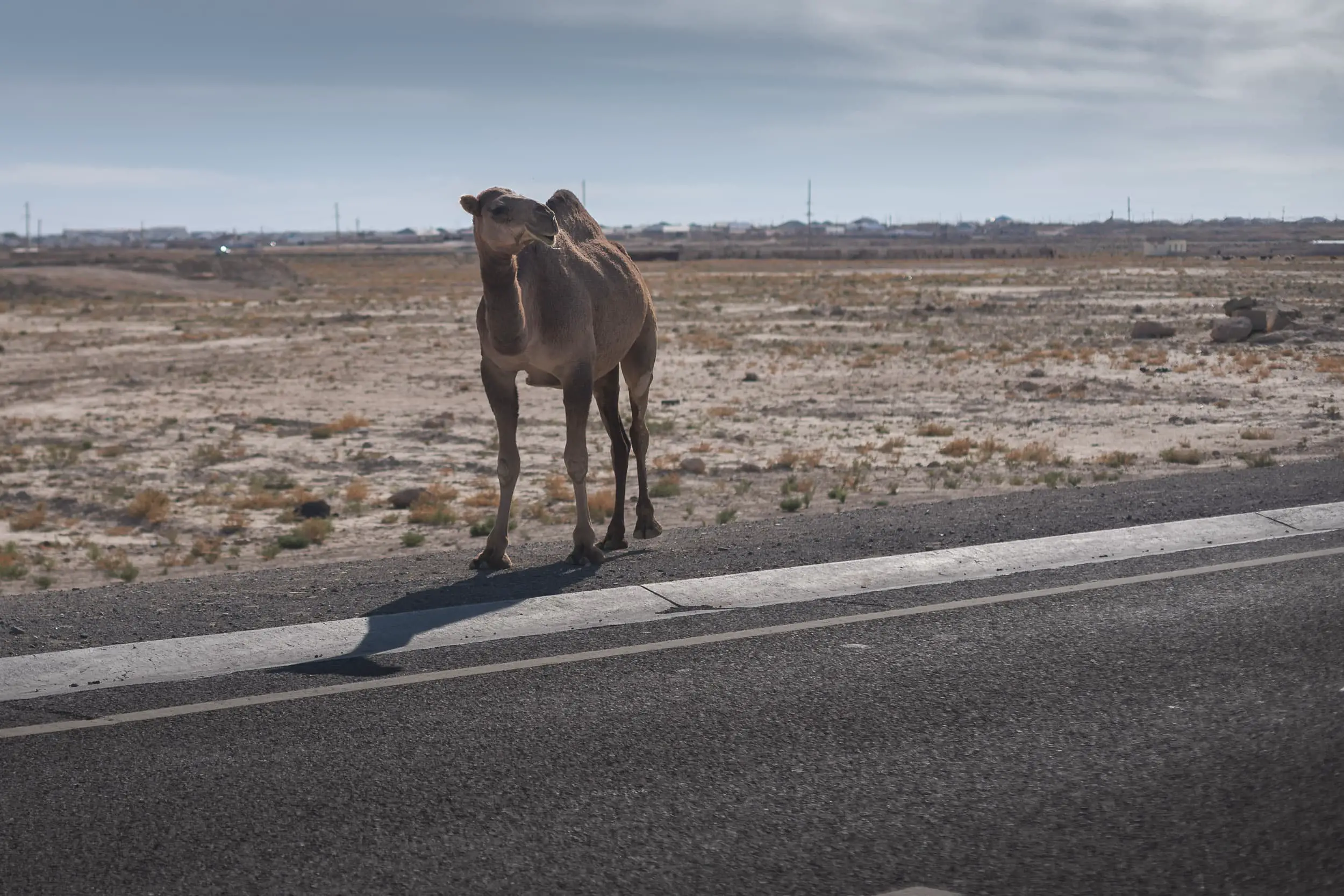 Camel in Kazakh desert
