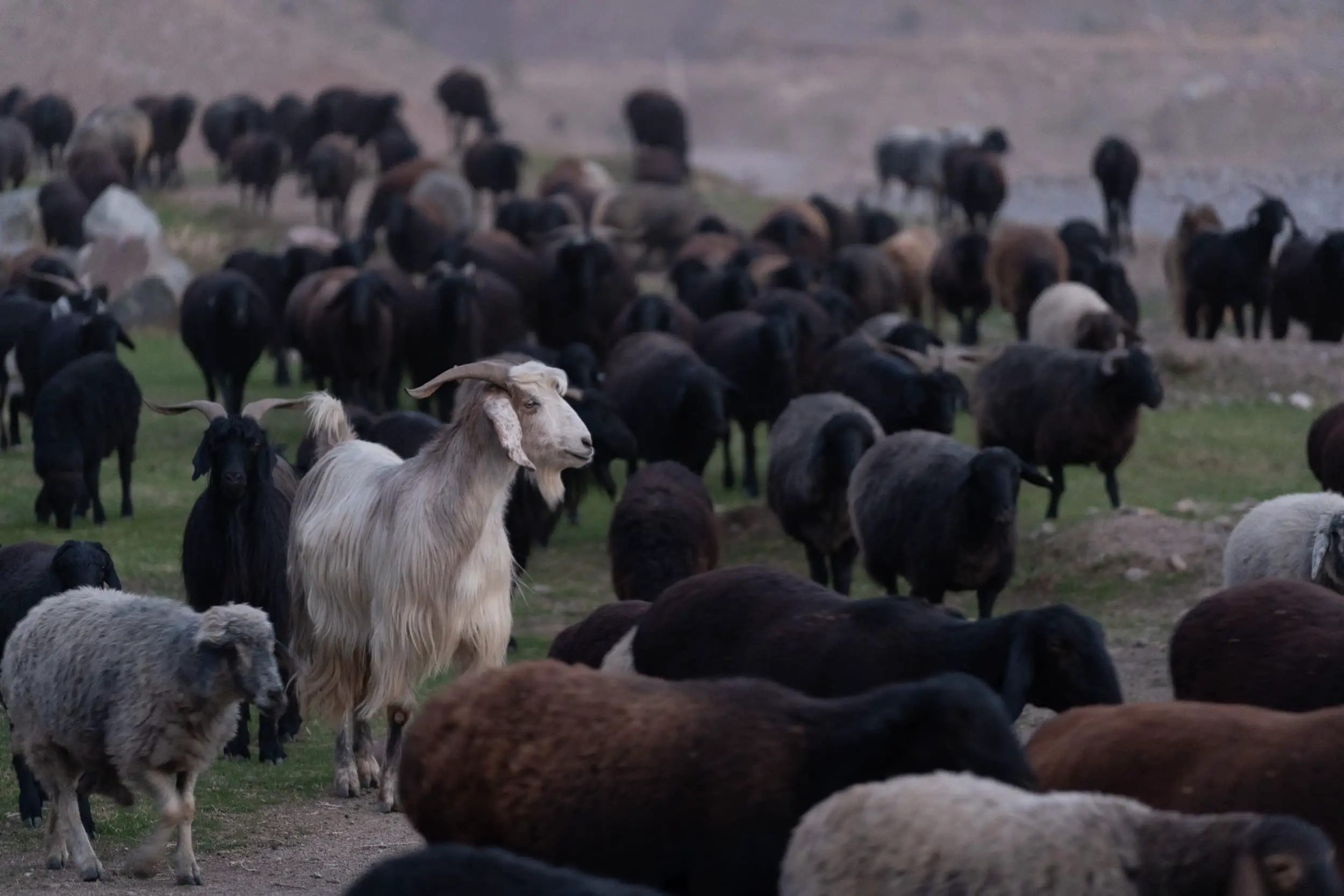 Tadjik livestock