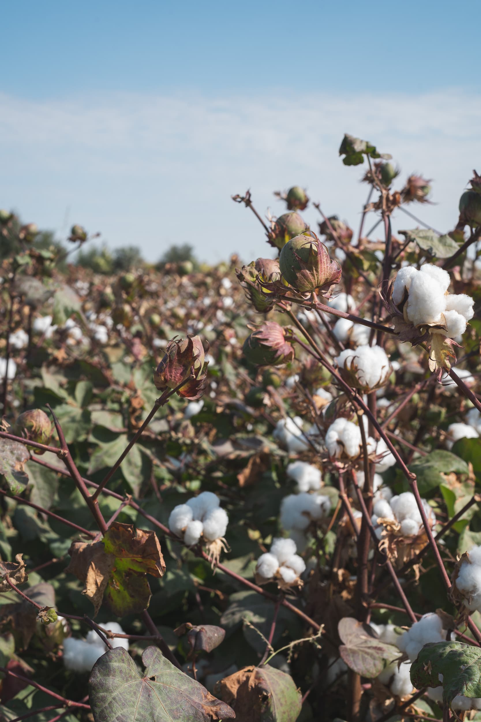 cotton fields