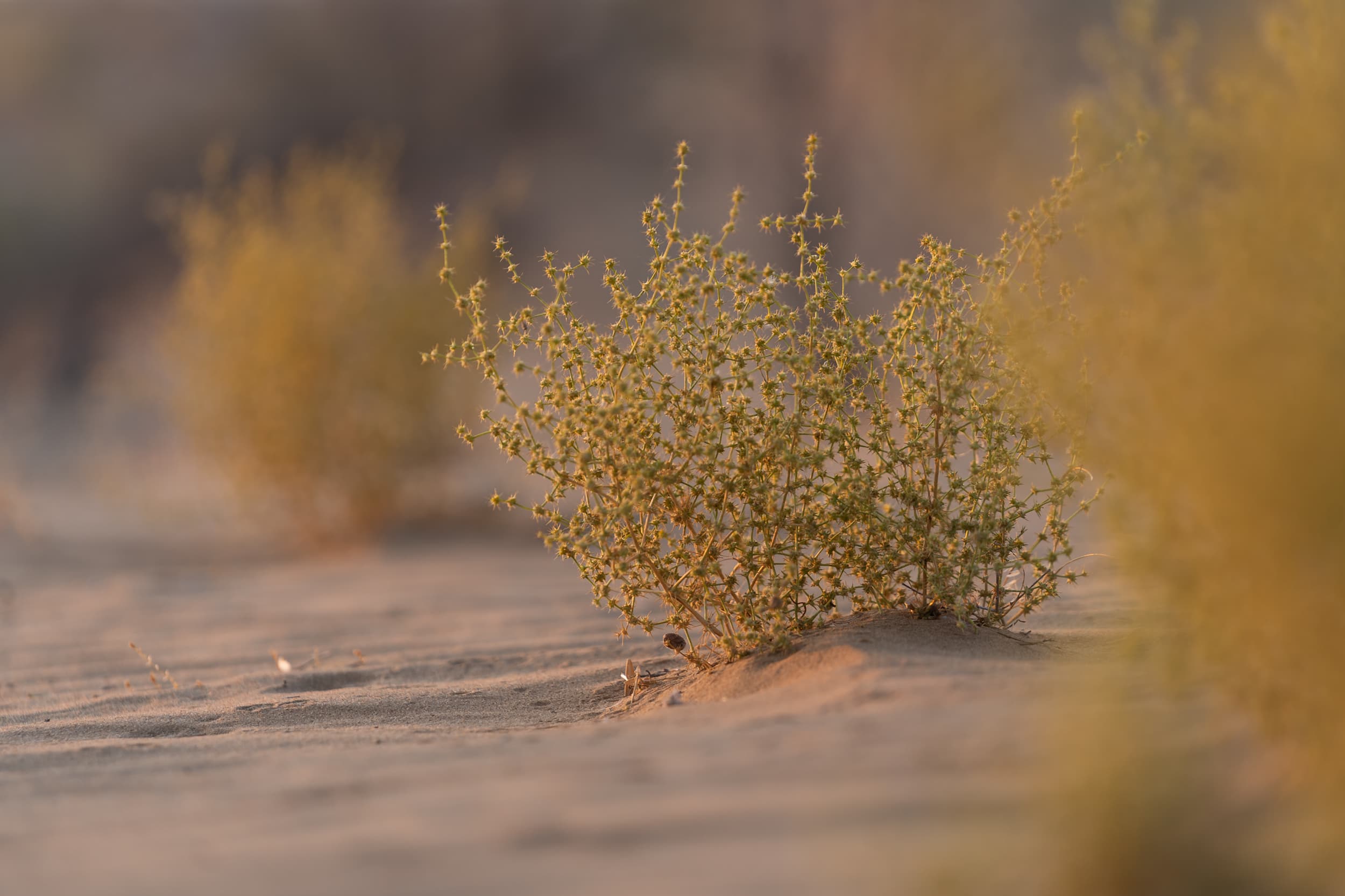 desert flora Uzbekistan