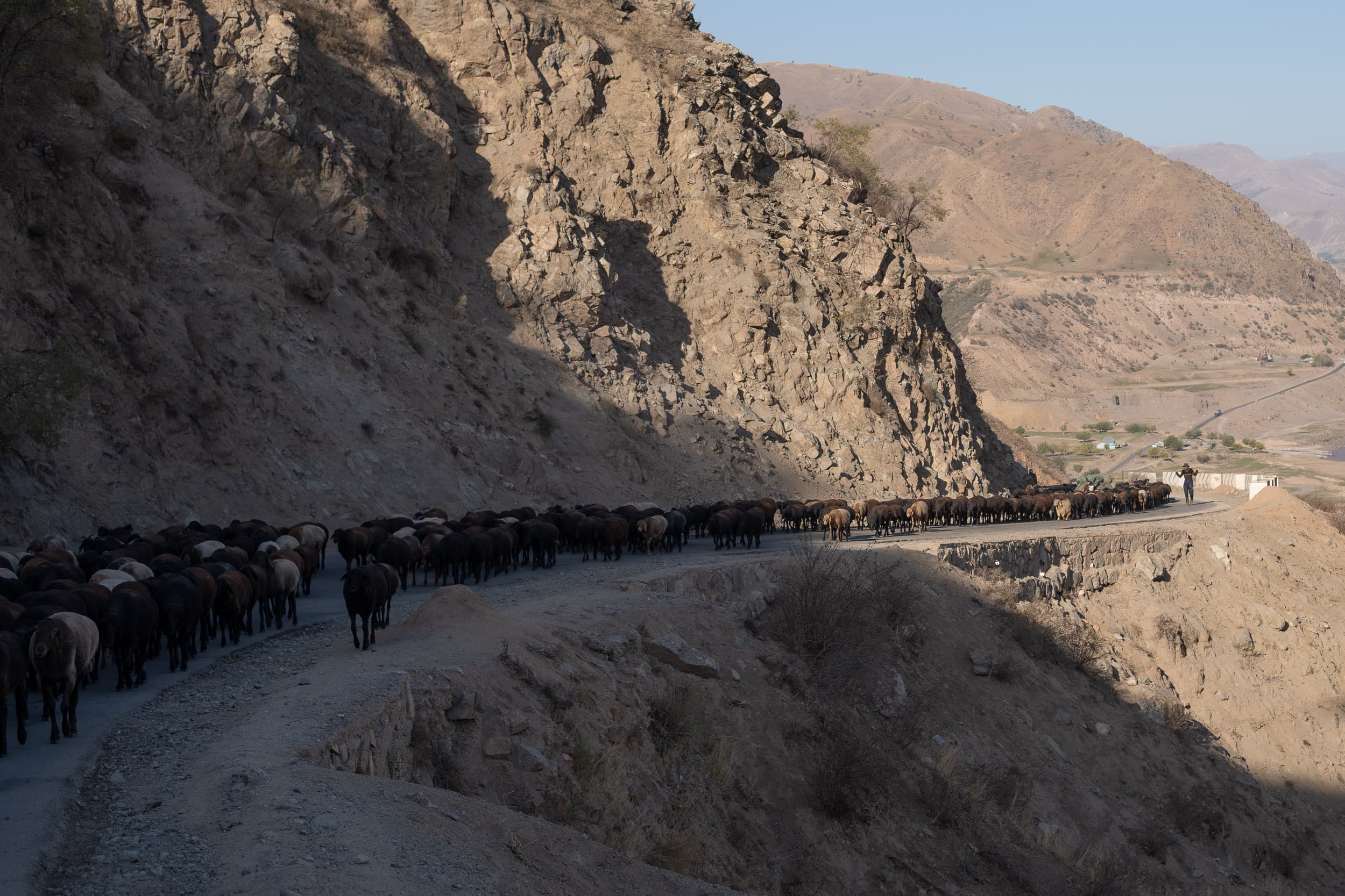 flock in the Pamirs