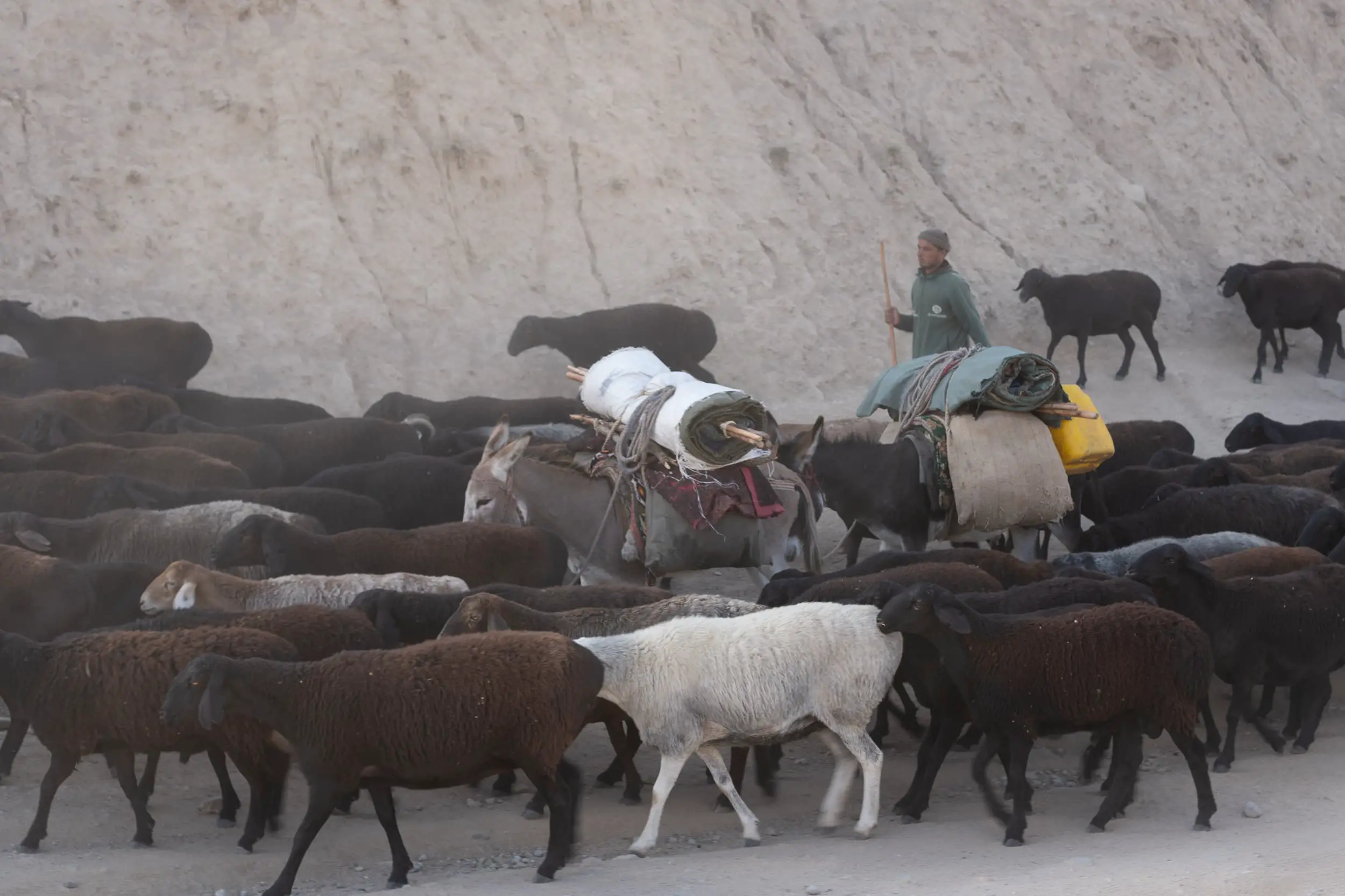 flocks in Tadjikistan