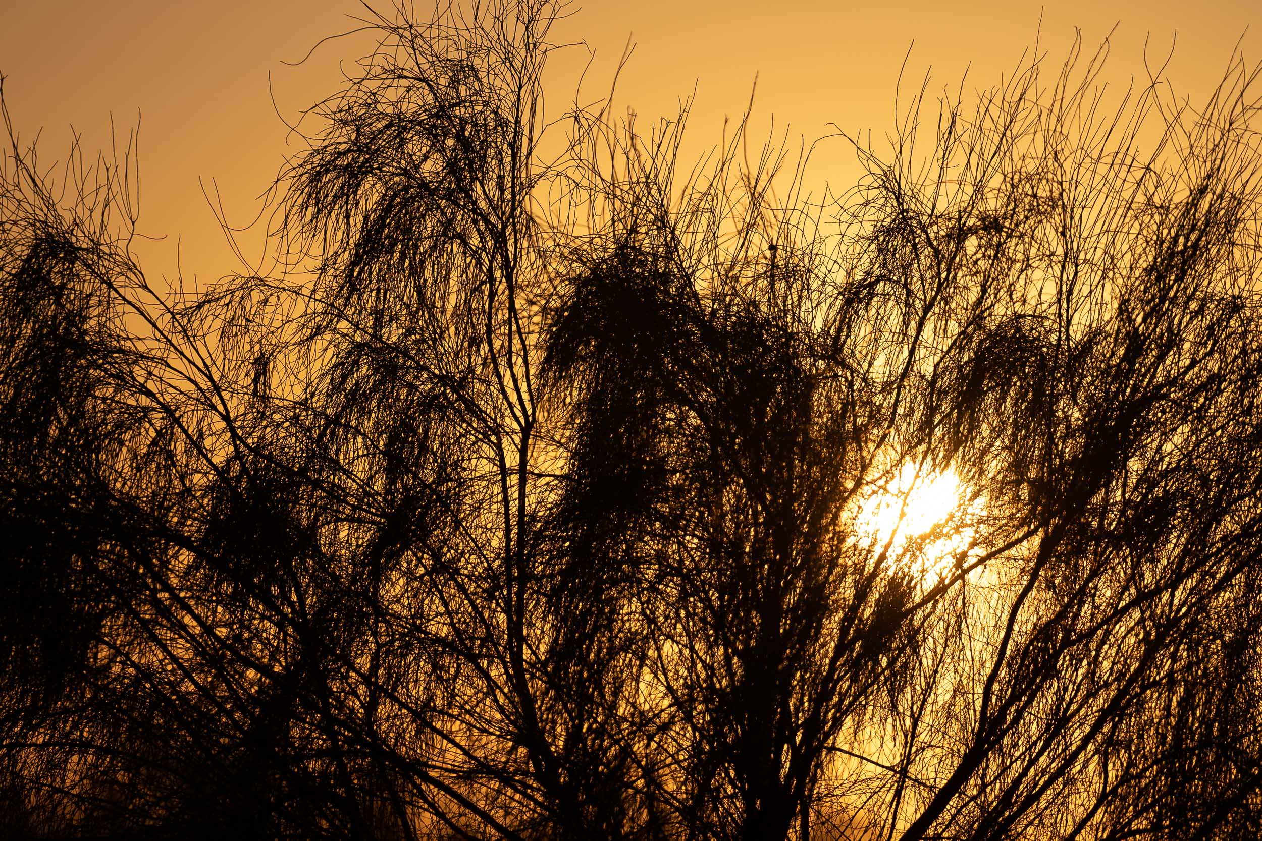 golden desert sunset Uzbekistan