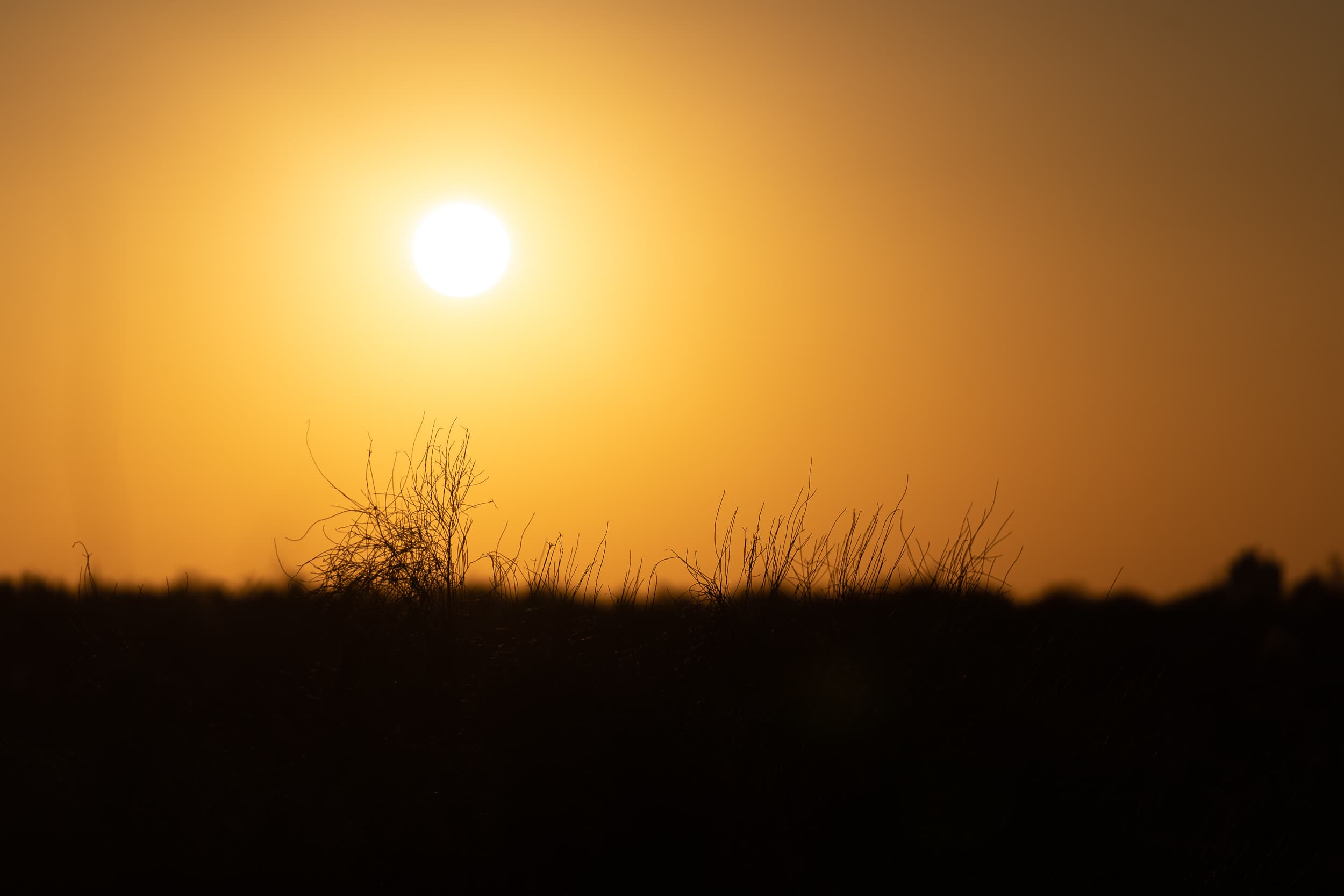 golden sunset in the desert