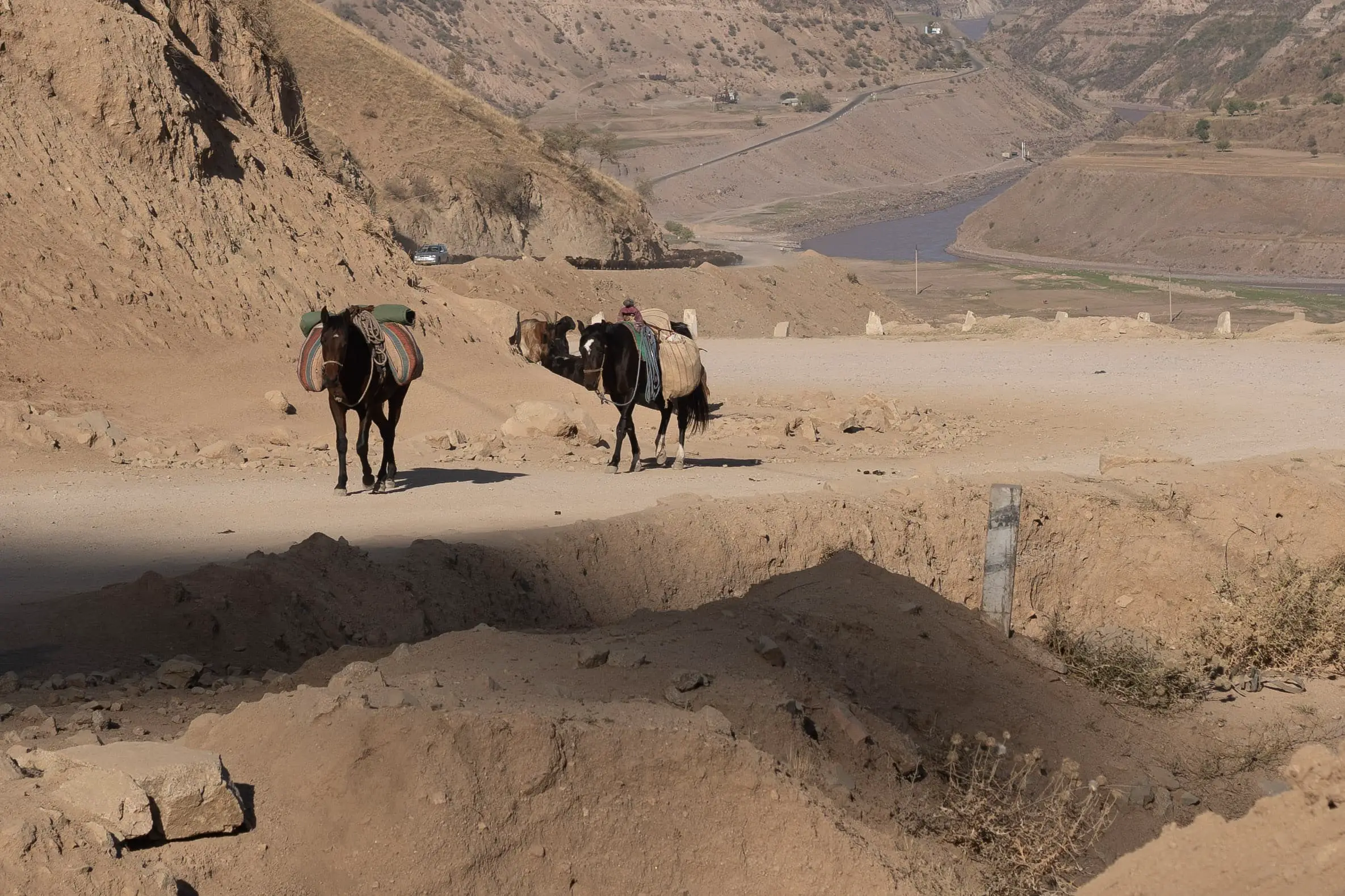 Pamir highway livestock