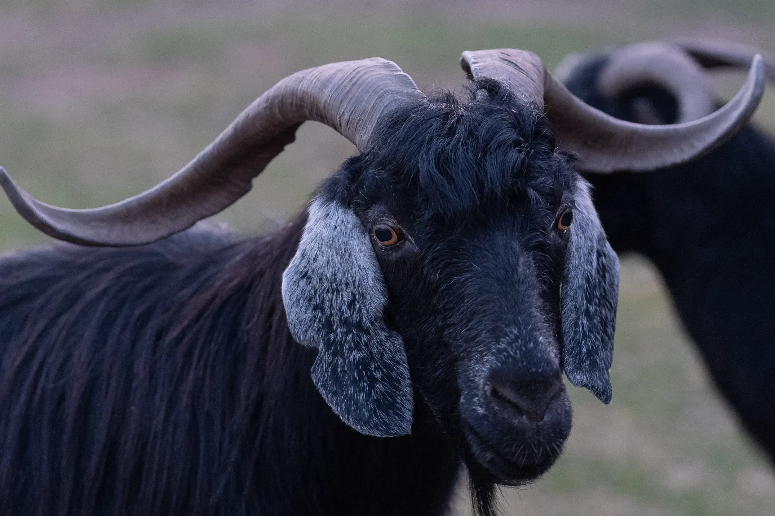 Tadjikistan goats