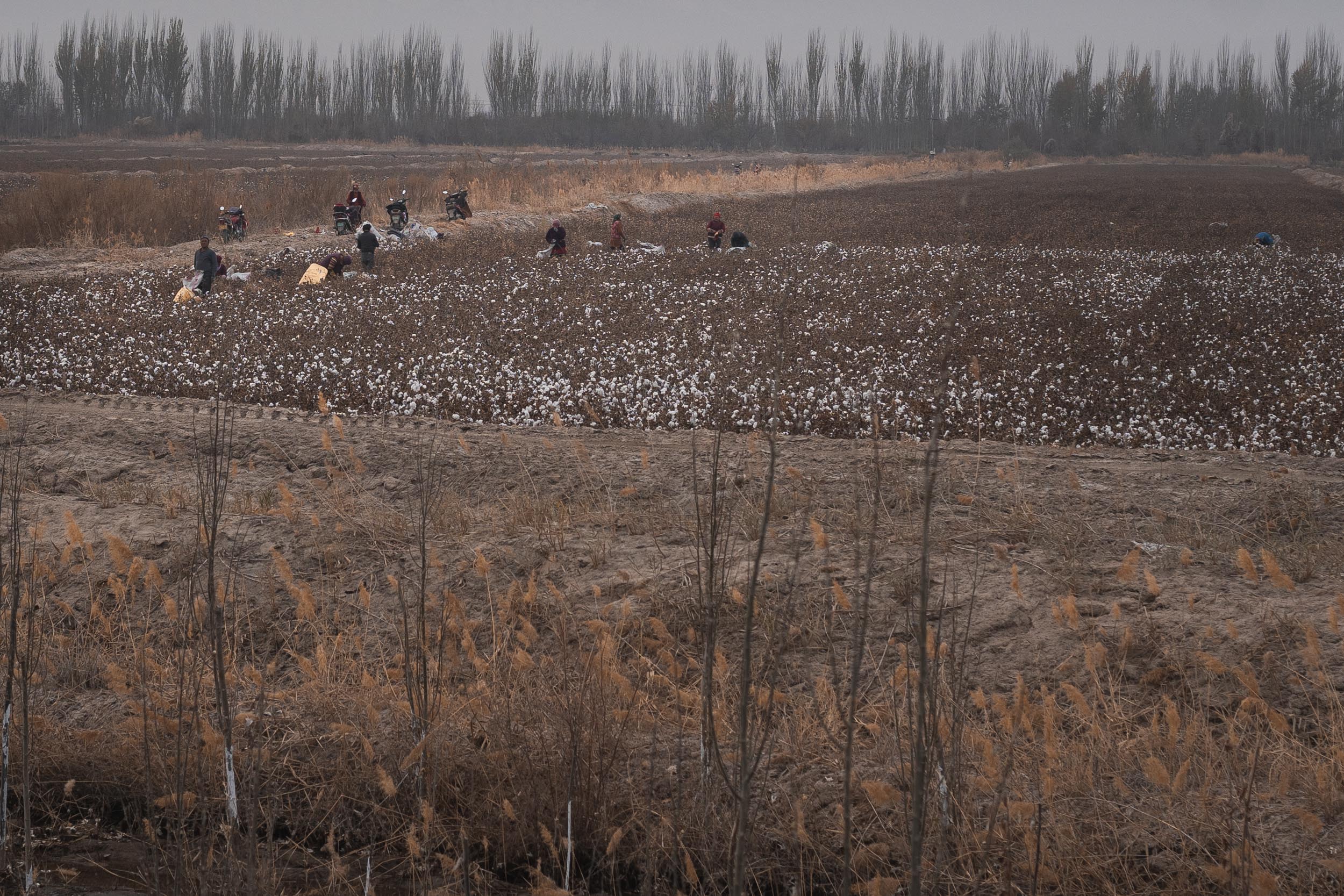 cotton fields China