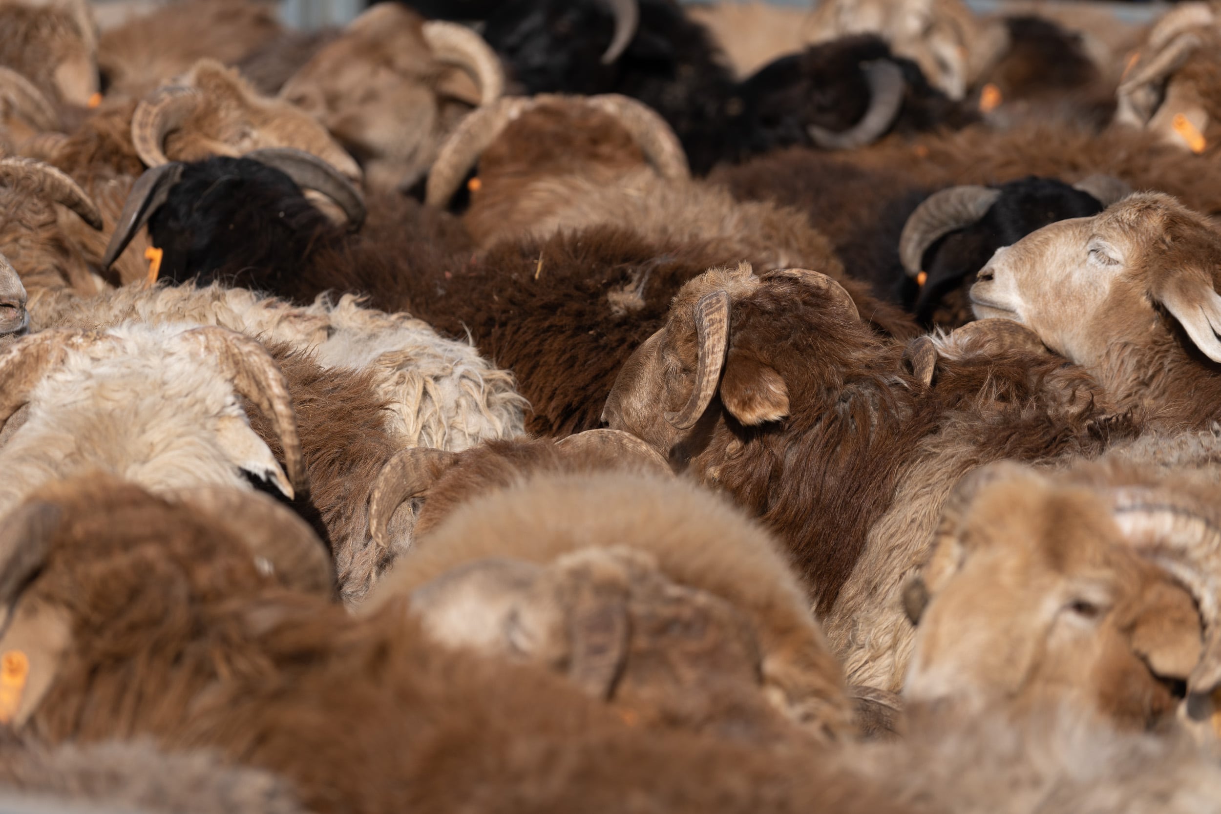 sheep flock livestock market China
