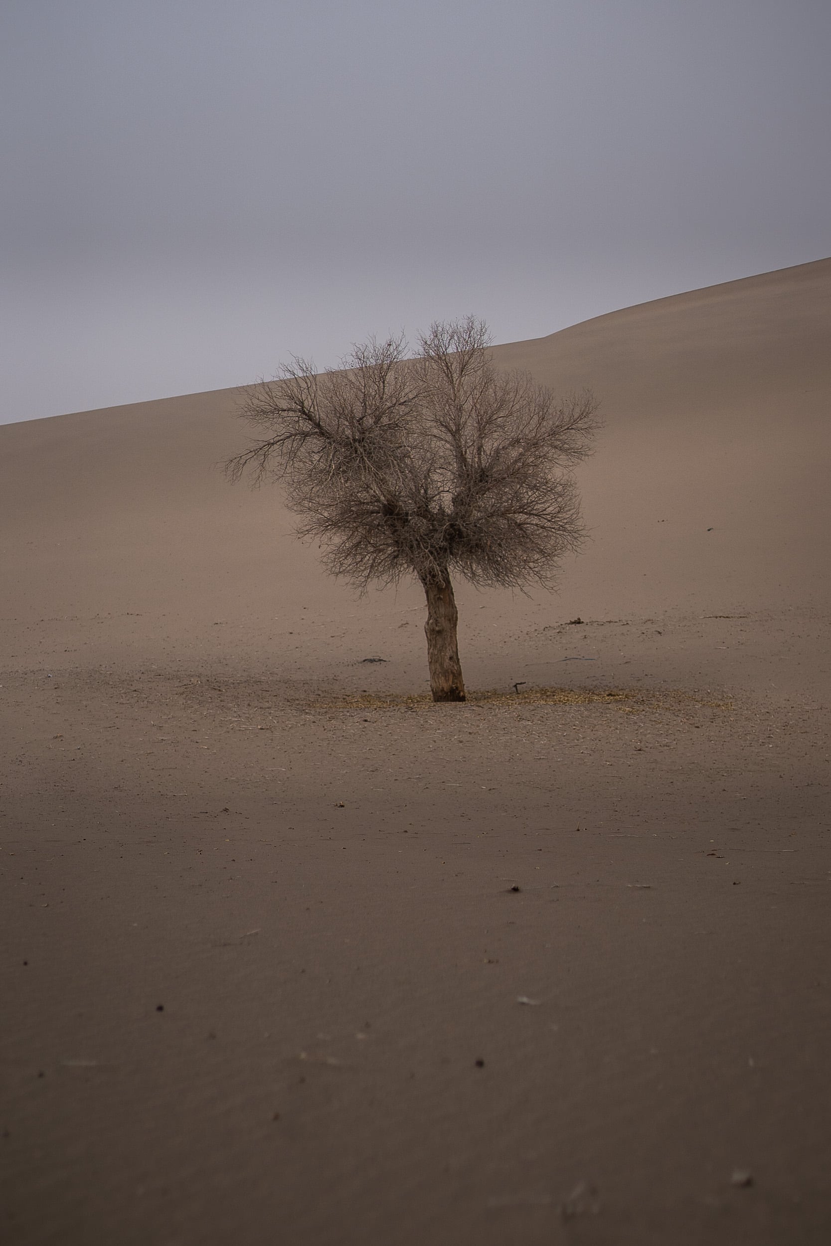 taklamakan desert