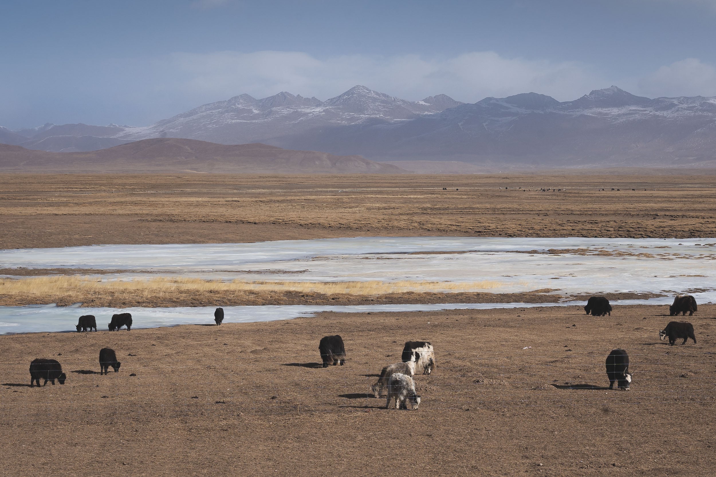 the tibetan plateau