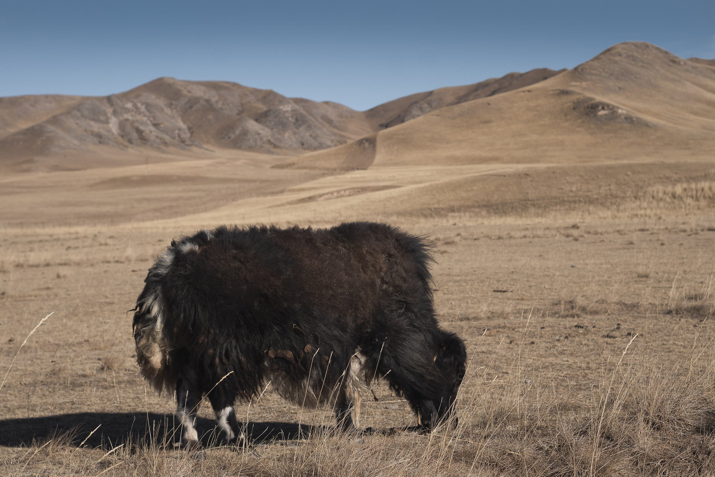 yak tibetan plateau