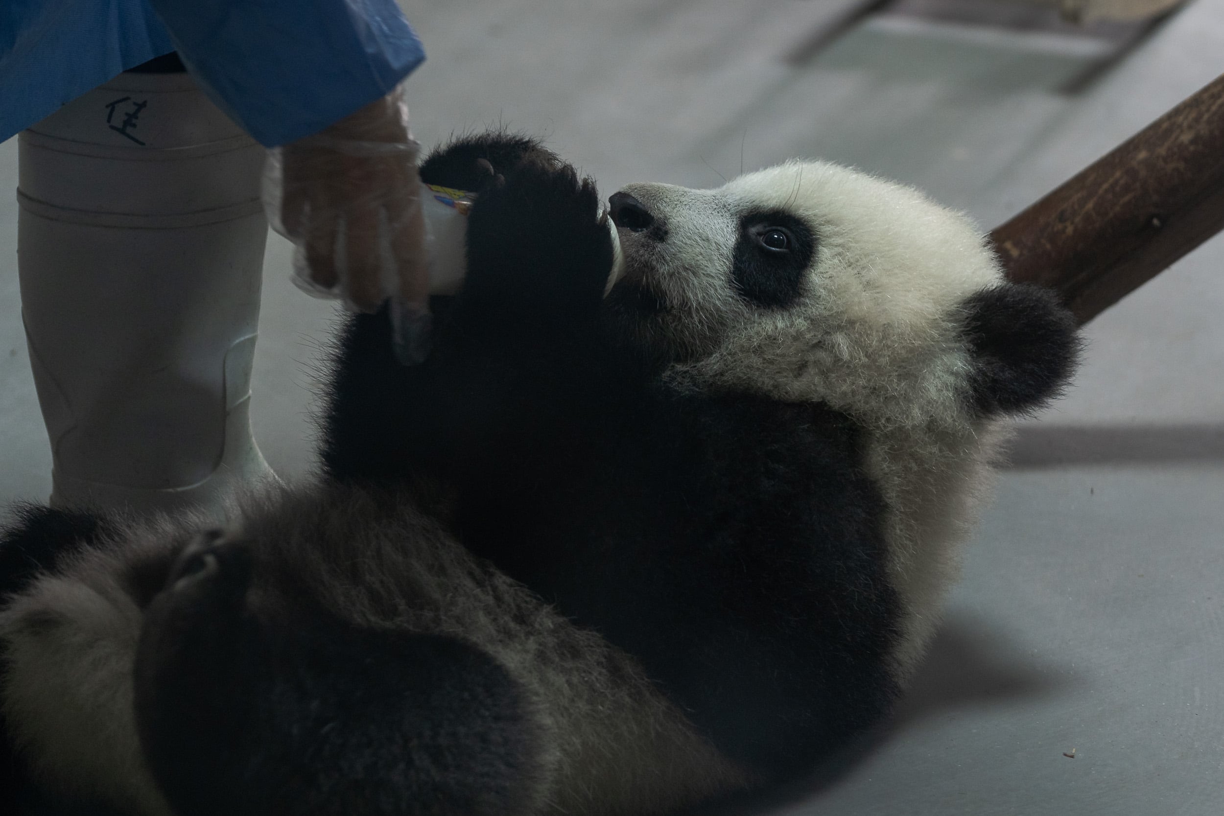 giant panda baby