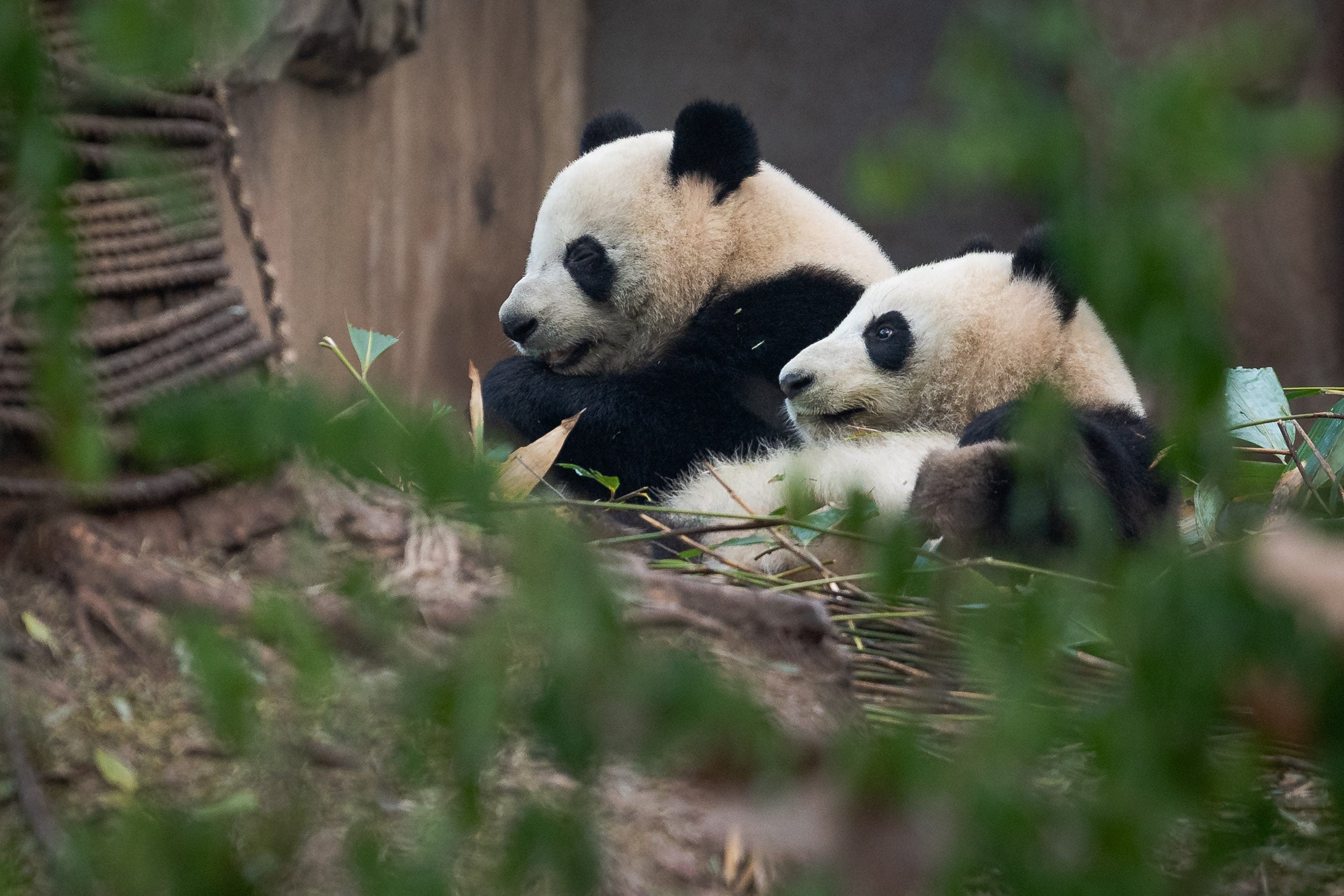 giant pandas eating