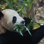 giant pandas of chengdu