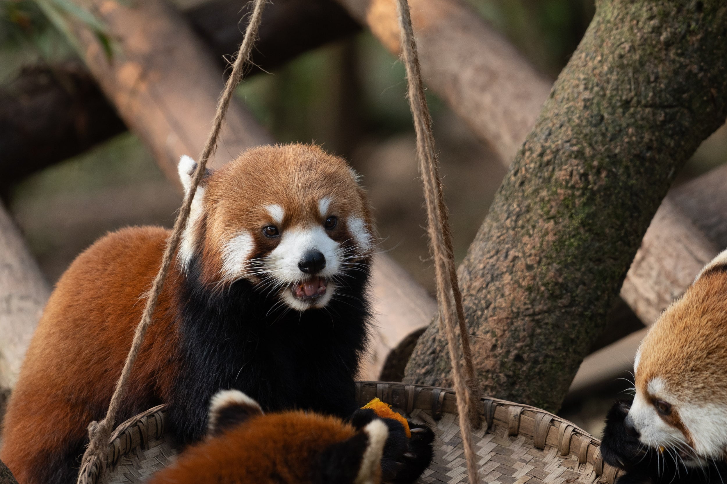 red pandas Chengdu